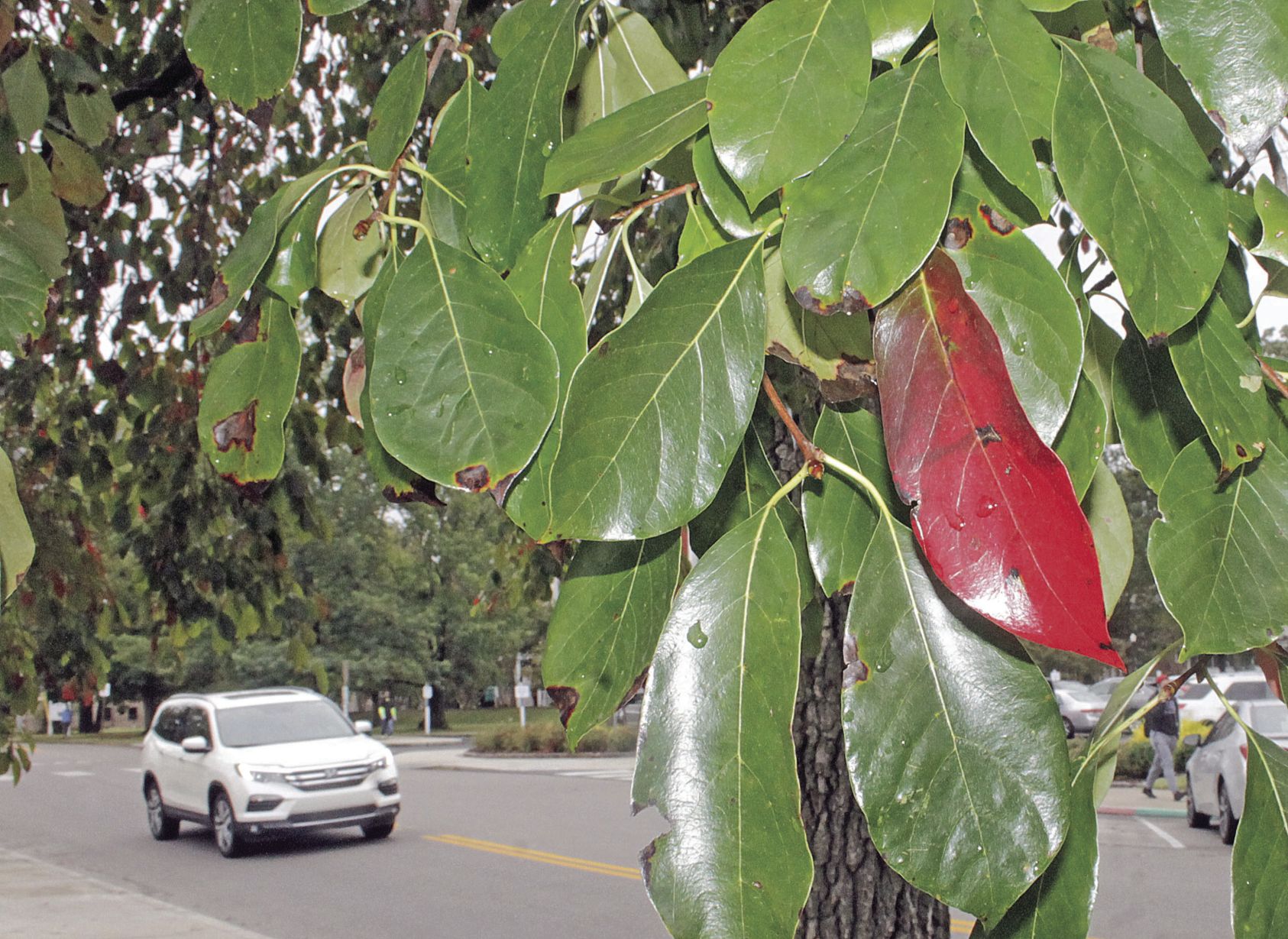 Fall Foilage Murray State gum tree